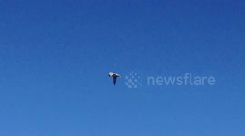 Seagull attacks and kills Duck. [Part 3/3]