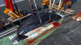 Two sperm whales die off East China coast