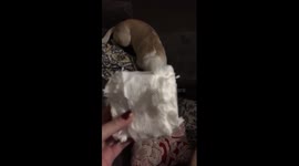 Puppy caught chewing toilet paper