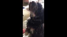 Dog buries down back of sofa in search of a treat