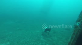 Dog at 20m underwater