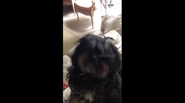 Dog buries down back of sofa in search of a treat