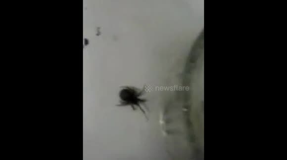 Man finds four false widow spiders in kitchen