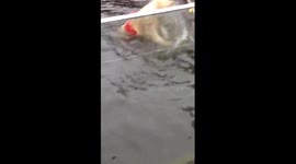 Un ours coincé dans une boite en plastique au zoo de emmen !!!!!!!