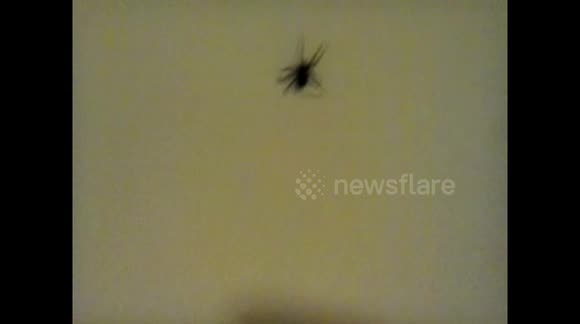 Possible false widow spider found in man's bath tub