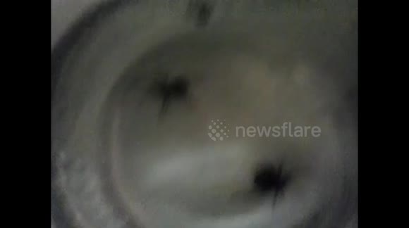 3 False Widow spiders in same glass  jar