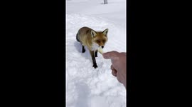 Feeding A Friendly Fox
