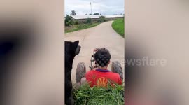 Pet dog rides on back of owner’s moving tractor
