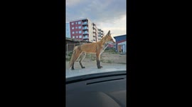 Fox Tries To Hitchhike