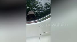 Tiny spider has pattern resembling Pringles logo