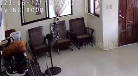 Pet Golden Retriever dog squeezs through narrow window while his friend watches out like thieves