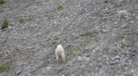 Stockshots: Wildfires and Reduced Visibility on Highways Increase Vehicle Accidents Involving Wildlife