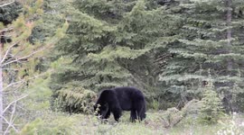 Stockshots: Black Bears Wandering Into Heavily Populated Cities in Western Canada Due to Climate Change and Development