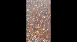 Mesmerizing moment thousands of carp move according fisherman's clapping
