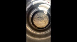 Rat-tled woman almost flies out of her shoes after stuck rat surprises her with his athleticism