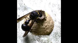 Wasp Builds a Nest