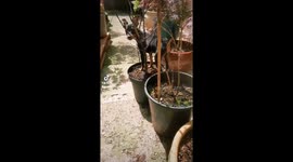 My puppy jumps out of a plant pot, peforms a front flip then trots off (funny video)