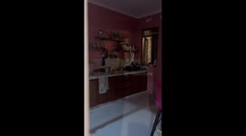 Adventurous calico cat, Bayik, conquers the kitchen shelf for Royal Canin delight!