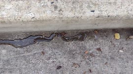 Waste wasting by Montague apartments Montague California