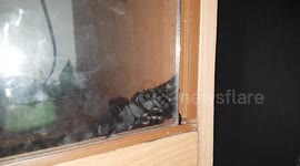 Tarantula demonstrates its strength by PULLING open its glass enclosure