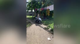 Adventurous pet dog sits on motorcycle like human rider