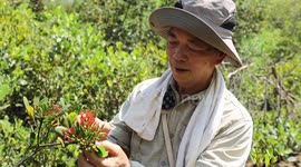 CPC member dedicated to protecting red-flowered black mangroves in S. China
