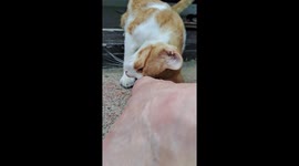 young stray cat loves to be caressed with the toe