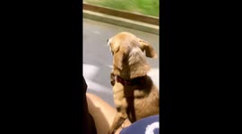 Pup Paws Along On Ride