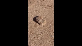 Lesser Nighthawk Chicks Run To Mother