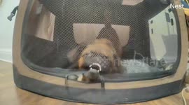 Bean The Brussels Griffon Puppy Escapes Crate