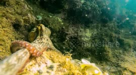 Photogenic octopus attempts to steal diver's camera in rare encounter