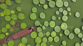 Giant Waterlily Leaves Float On The Water In Nanning, China