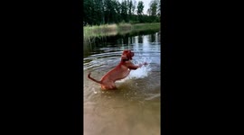 Vizsla Starts Motor Before Swim