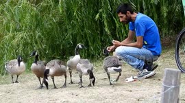 Man feeding gooses even manages to touch thoses birds which are usually very fearful of humans.  Paris, France, Lac Daumesnil. 9 july 2023