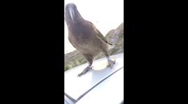 Kea Takes a Ride on Car