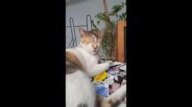 Cat on duty! Cat-loving individuals are able to purchase food and coffee drink to a coffee shop that cute and relaxed cat would welcome you. This cat gives good luck to the business and attracts cat lover customers.