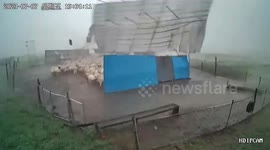 Powerful winds rip off sheep pen roof in northern China