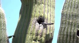 A Coachwhip Snake ends up in a Saguaro Cactus in Arizona looking for baby birds or eggs. The Brown-Crested Flycatcher parents react and dive bomb at it.