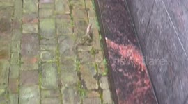 Russian frog's unusual defense mechanism: meowing to warn of danger