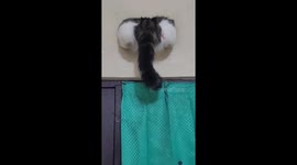 Whiskers in a bind: cat sits between rooms in Majalengka home