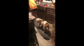 Bulldog Catches a Ride on Hoverboard