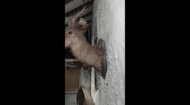 THIS URBAN explorer found animal carcases hanging and live ammo lying about inside the most sinister abandoned farmhouse you are likely to see.