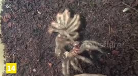 15 Amazing Creepy Crawlies That May Freak You Out!