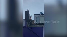 Resident of popular seaside town films daily struggles with noisy seagulls outside her bedroom window at 4am