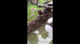 Prime-time disappointment: Orangutan's empty bottle saga at Busch Gardens, Florida