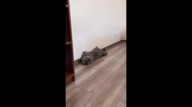 Acrobatic feline: Simba's clever bed maneuver stuns owner