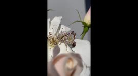 Rare Spiny Flower Mantis Nymph consumes a bee on a rose in South Africa