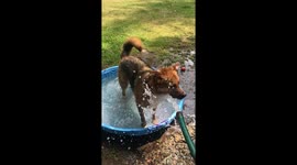 My german shepherd dog biting and drinking water from a hose in a kiddie pool