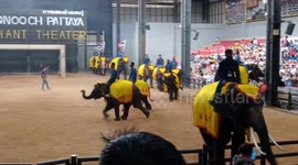 Cute elephant plays football at Nong Nooch Tropical Garden, Pattaya, Thailand.