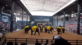 Cute baby elephant waving Thai flag greets tourists at Nong Nooch Tropical Garden, Pattaya, Thailand